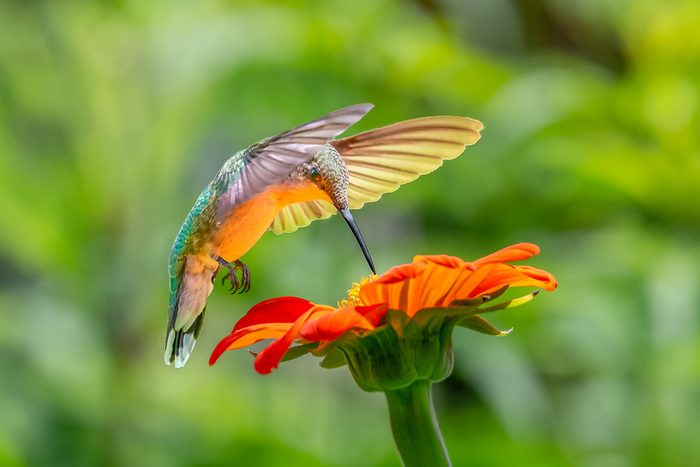 mexican sunflower hummingbird