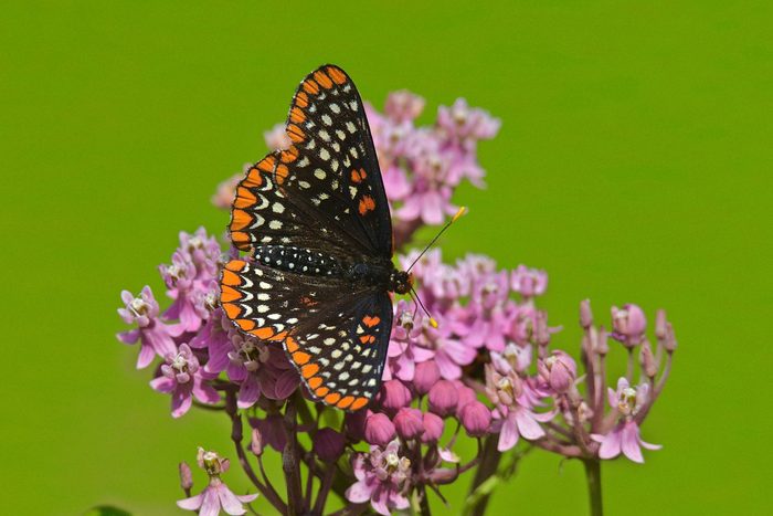 baltimore checkerspot butterfly