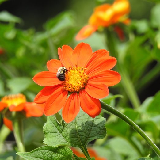 Grow Mexican Sunflower in Pollinator Gardens