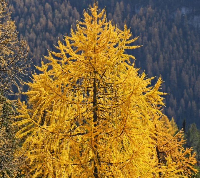 Larch Trees Larix Decidua) In Autumn fast growing trees