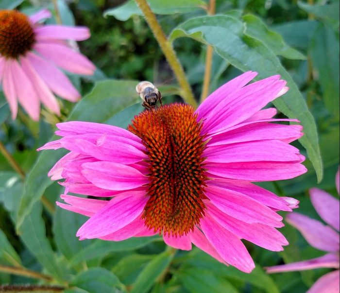 coneflower with fasciation