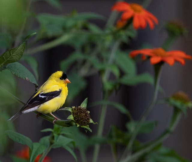 goldfinch eating mexican sunflower seeds