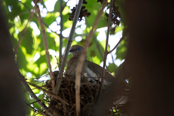 White-Winged Dove on nest