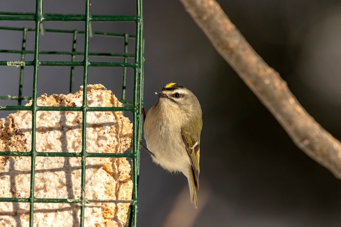 The golden-crowned kinglet (Regulus satrapa) on the feeder