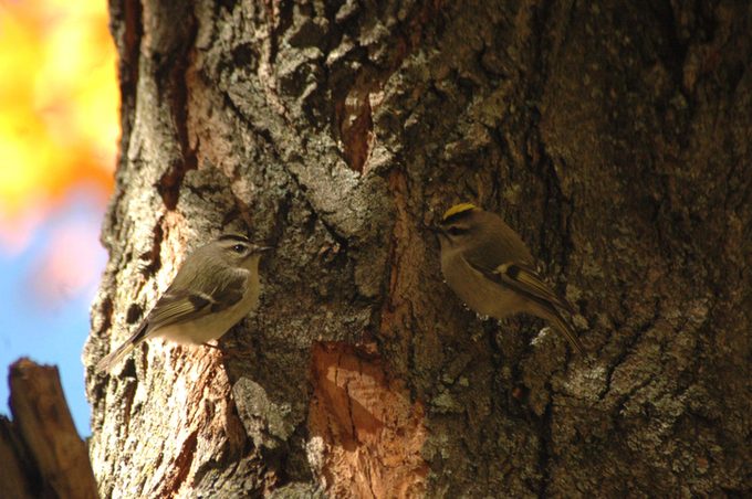 A Pair of Golden Crowned Kinglets on an Oak Tree