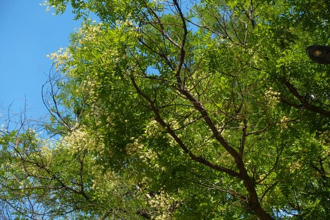 Dark branches of Sophora japonica tree with white flowers against blue sky in August