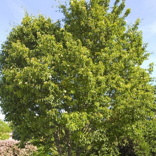Top 10 Fast Growing Trees for Your Yard