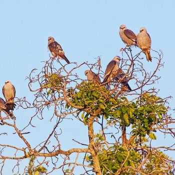 Mississippi kites in tree, do hawks migrate?