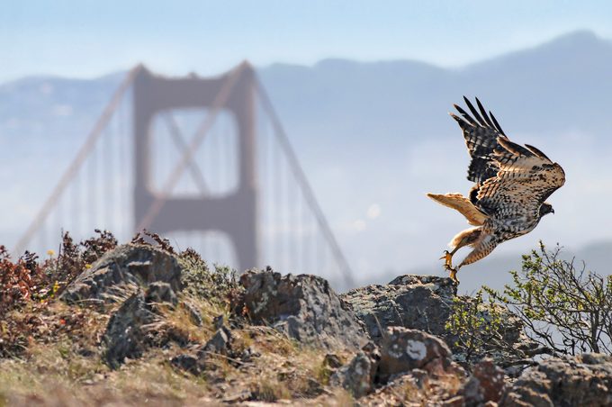do hawks migrate? golden gate hawk watch