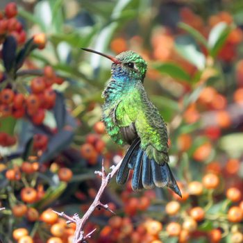 broad-billed hummingbird