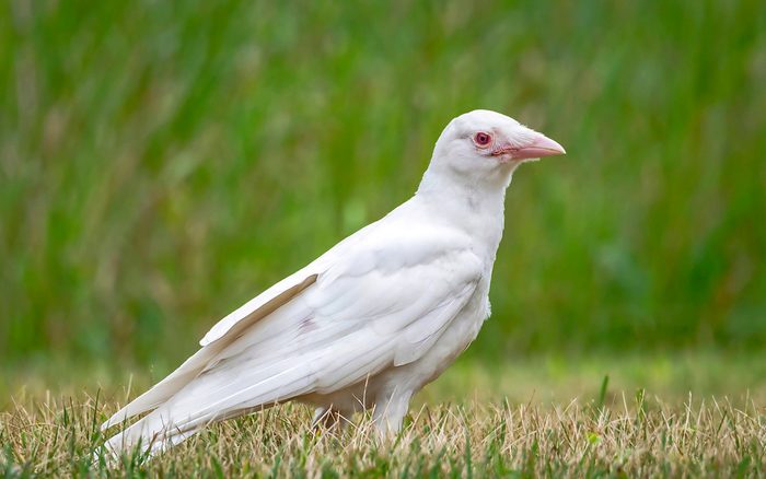 albino crow with white feathers