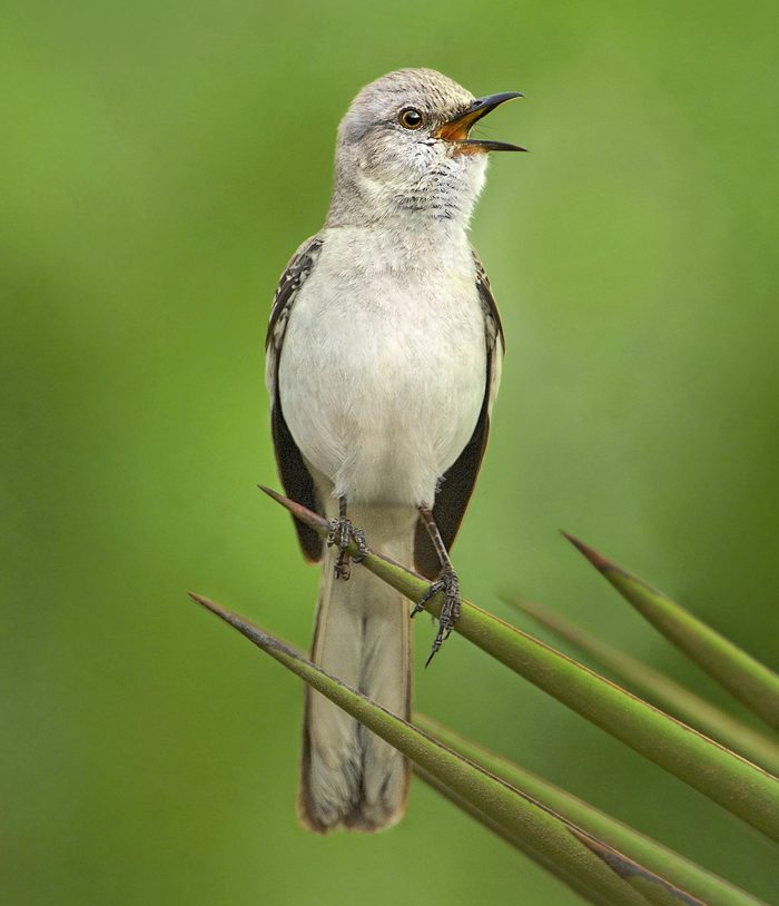 The Northern Mockingbird Mimus Polyglottus Is The State Bird Of Texas