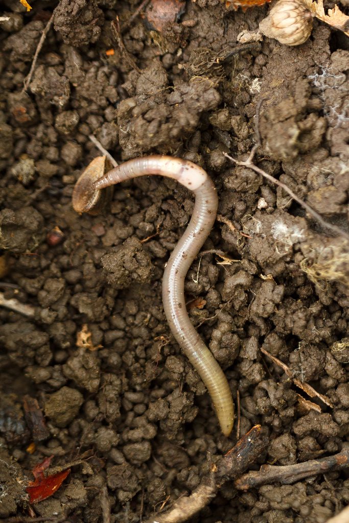 Invasive Earthworm Amynthas Agrestis [tentative Id]