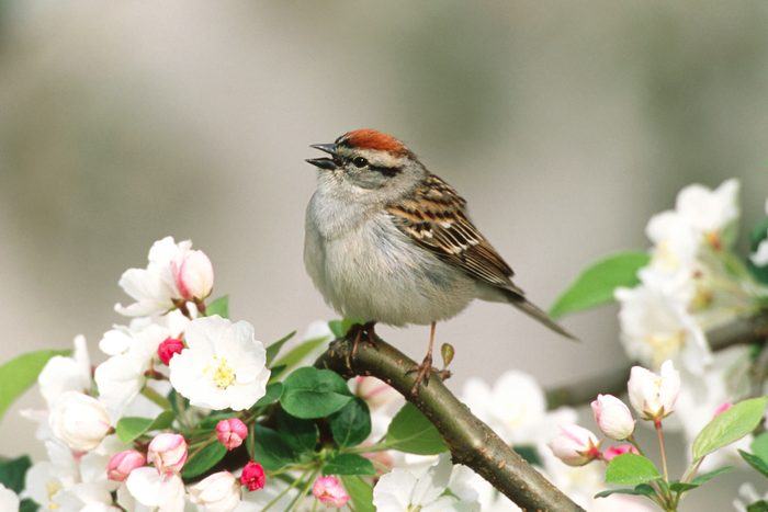 Chipping Sparrow Singing In Apple Tree Blossoms