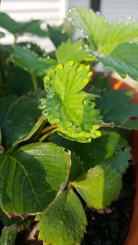 strawberry plant leaves with water on them