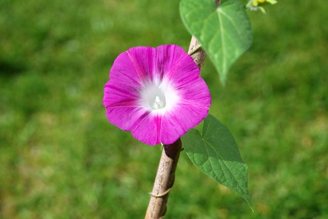 Deep Pink Morning Glory Flower (ipomoea Purpurea) Against A Green Grass Background fast growing vines