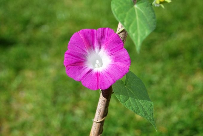 Deep Pink Morning Glory Flower (ipomoea Purpurea) Against A Green Grass Background fast growing vines