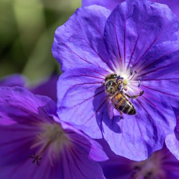 Honeybee collecting nectar pollen from a purple Geranium Rozanne flower, also known as Gerwat or JollyBee