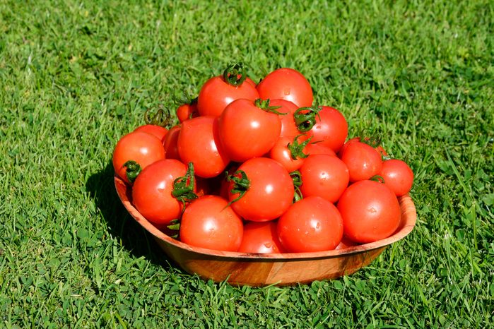 A bowl of Mountain Magic variety of Tomatoes, UK
