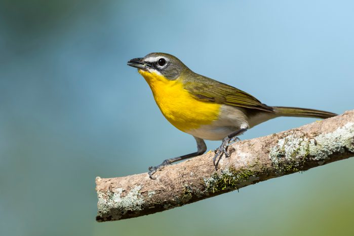 North American bird species: Yellow-breasted Chat, Icteria virens
