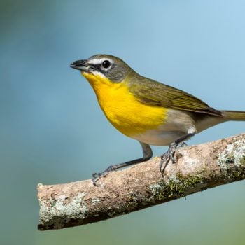 North American bird species: Yellow-breasted Chat, Icteria virens