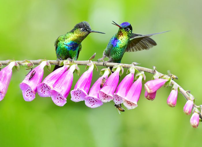 hummingbirds costa rica