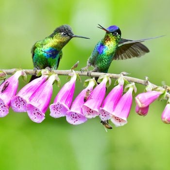 hummingbirds costa rica