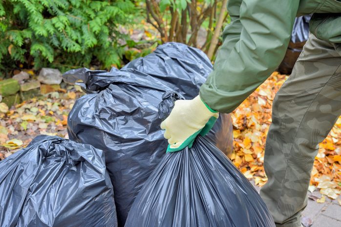 Garden worker gloved hands and black plastic bags with collected leaves while cleaning the yard