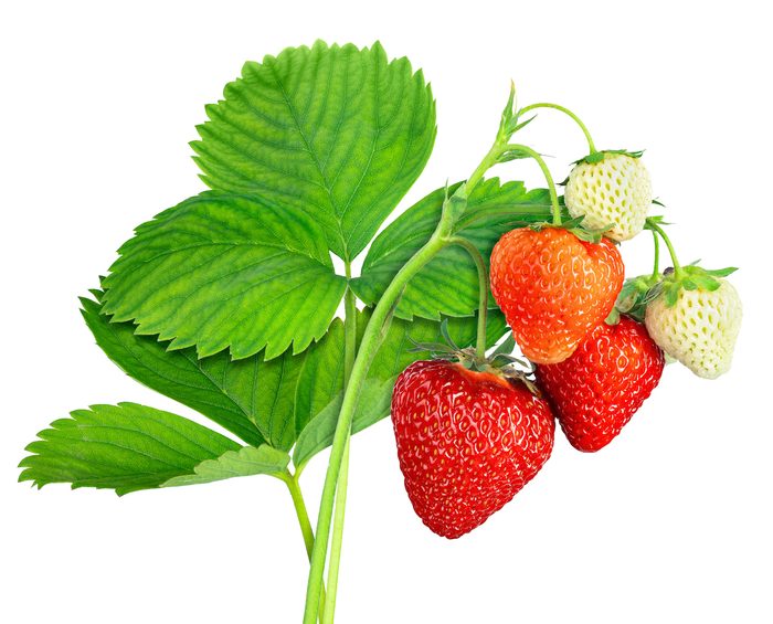 Strawberry Plant With Leaves, Ripe And Unripe Berries Isolated On White