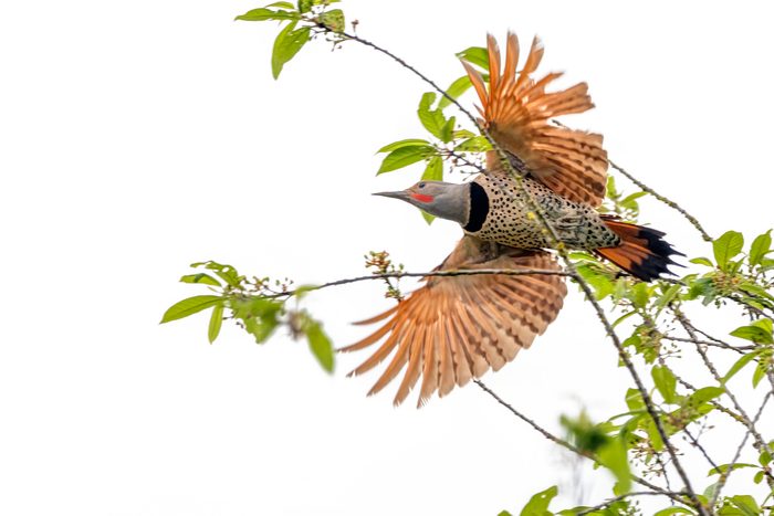 Northern Flicker Flying Away A Tree Branch