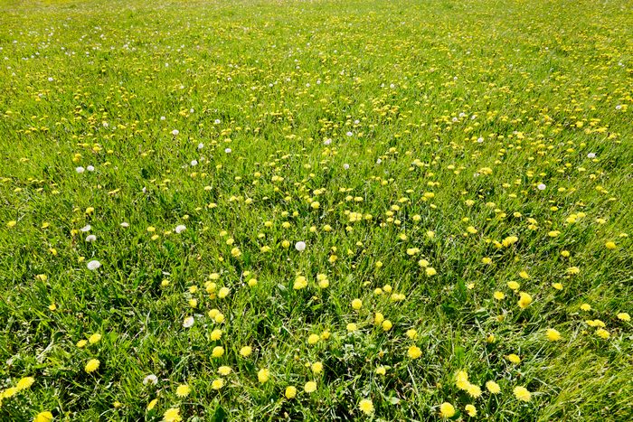 High angle view of large meadow with dandelions