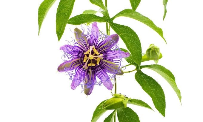 Passionflower Passiflora Incarnata X Cincinnata Incense Hybrid. Maypop Or Passion Vine. Larger Purple Flowers And Leaves With Five Lobes Are Traits Of Incense Isolated On White Background