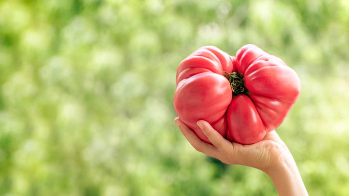 Huge red beef tomato in hand of child isolated on greenery garden background. Big ugly freshly picked brandywine heirloom tomato. Family farm vegetables and fruit, harvest food. Banner, copy space