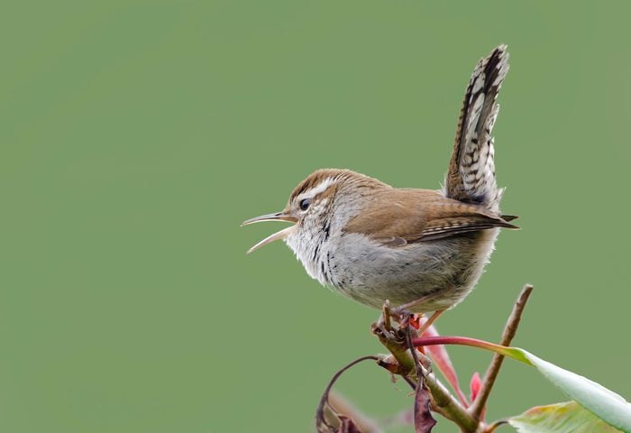Bewick's Wren Singing His Spring Song bird sounds