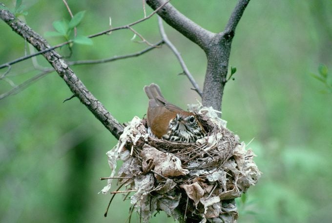 Female Wood Thrush on Eggs in Nest