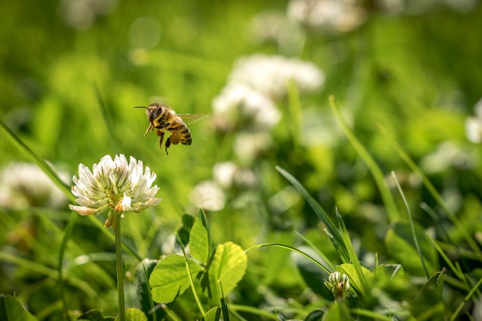 honeybee on clover no mow may