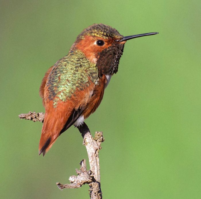 Adult Male allen's hummingbird