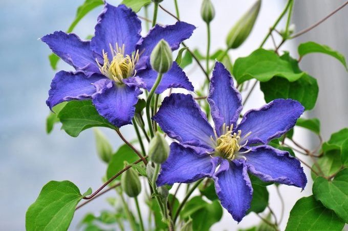 Pw Clematis  Brother Stefan Clematis Blue Flowers Easy