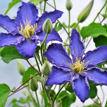 Pw Clematis  Brother Stefan Clematis Blue Flowers Easy