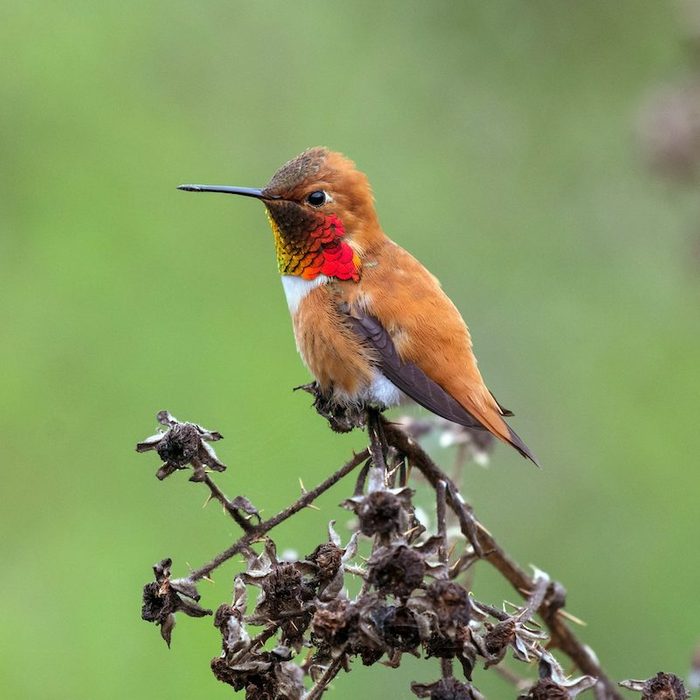 Rufous Hummingbird  Male