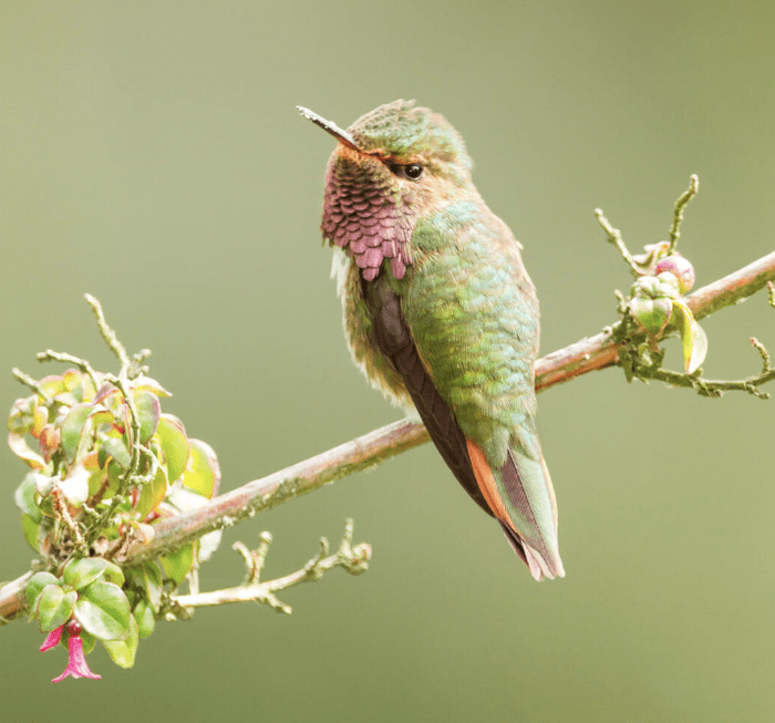 volcano hummingbird