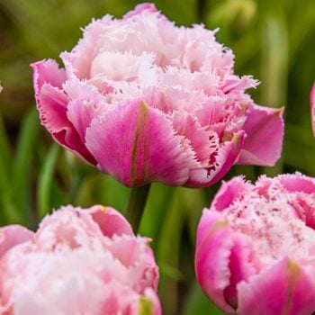 Double Tulips Sugar Crystal Bloom Bloom