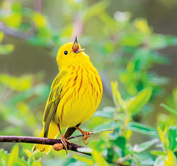 Yellow warbler bird sounds