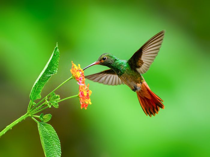 Rufous Tailed hummingbirds costa rica