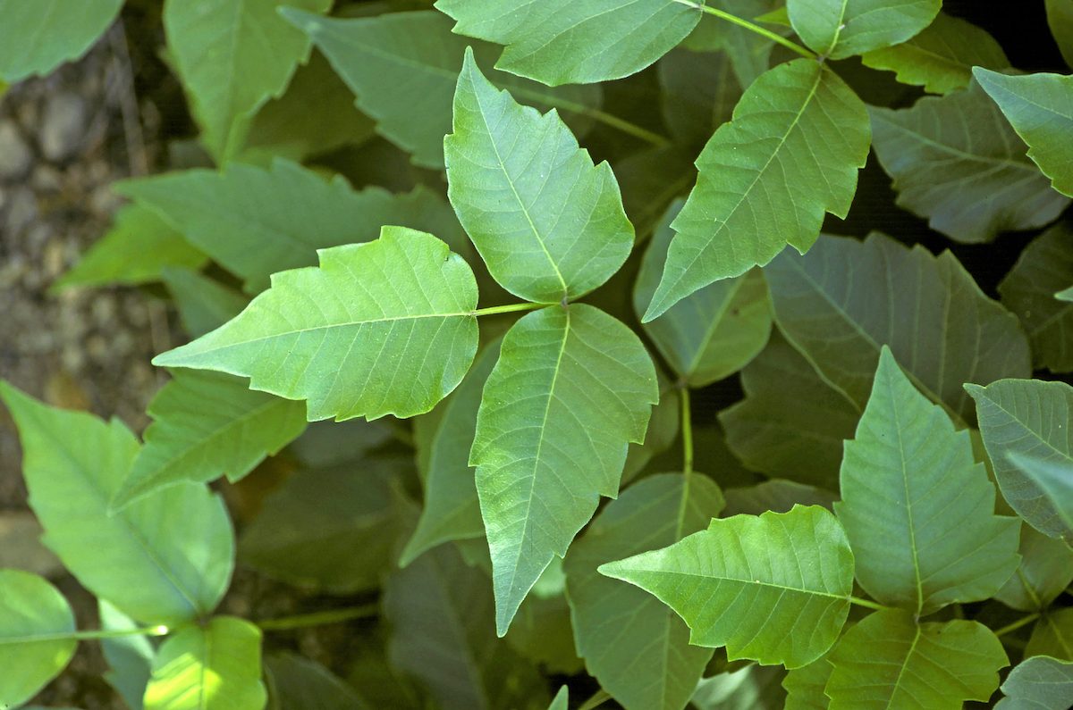 Identify and Get Rid of Poison Ivy, Oak and Sumac - Birds and Blooms